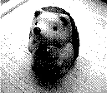 Game Boy Camera photo